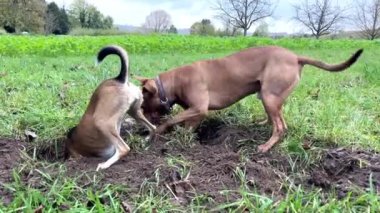 Pitbull köpeği ve Terrier köpeği parkta çukur kazıyorlar. Eğlenceli fare avı. Almanya 'da komik hayvanlar.
