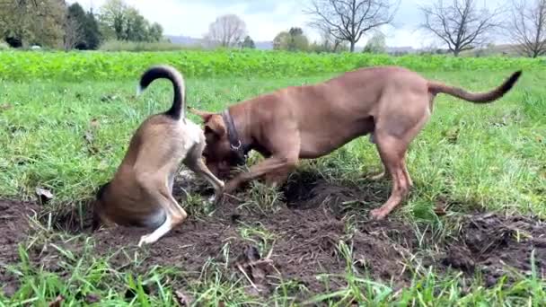 Pitbull Perro Perro Terrier Jugar Parque Cavando Agujeros Divertida Caza — Vídeo de stock