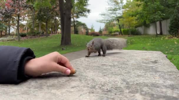 Eichhörnchen Füttern Carolina Eichhörnchen Tapferes Grauhörnchen Einem Stadtpark Kanada Ein — Stockvideo