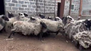 Koşan koyun. Otlaktan kaçan koyunlar var. Sığır yetiştiriciliği. Koyun çobanlığı.