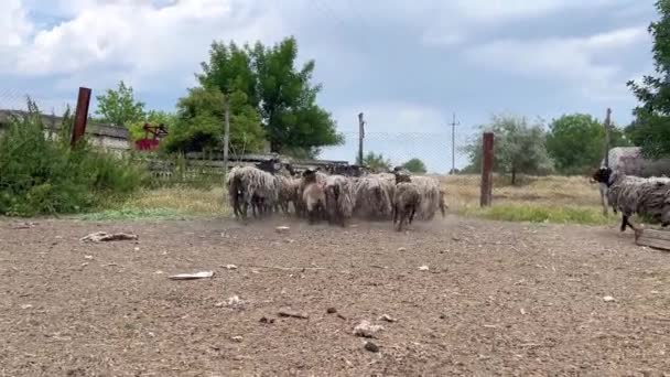羊在一个废弃的农场 自由放羊 — 图库视频影像