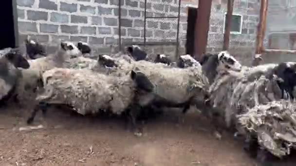 Biegająca Owca Owce Wybiegają Padoku Wolną Wyprawę Hodowla Bydła Hodowla — Wideo stockowe