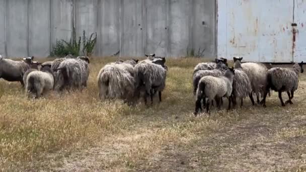 Prowadzenie Hodowli Owiec Stado Spacerze Słoneczny Letni Dzień Farmie Grupa — Wideo stockowe