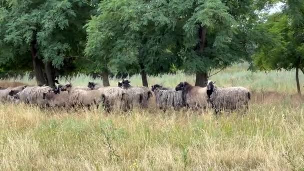 Schafe Fressen Die Saftigen Blätter Des Baumes Freilaufende Schafe Blick — Stockvideo