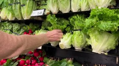 Bir kadının eli marul salatasını süpermarkette seçer. Yaşlı beyaz bir kadın, marketin üretim bölümünden taze, organik, GDO dışı bir salata seçiyor. Sağlıklı gıda kavramı, biyoloji, vejetaryen, diyet.