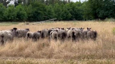 Bir koyun sürüsü kuru otlarla bir tarlada otluyor. Serbest tarım koyunu. Güneşli bir günde terk edilmiş topraklarda otlayan koyunların manzarası. Çiftlikte koşan koyunlar.