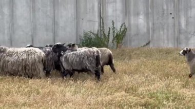 Bir koyun sürüsü yaklaşıyor. Koyunlar beton çit boyunca koşar. Koyun yetiştiriciliği.