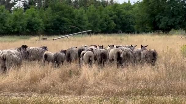 一群羊用干草在田野上吃草 放养的羊 在阳光灿烂的日子里 在荒废的土地上或田野里放羊的景象 羊群在农场里奔跑 — 图库视频影像