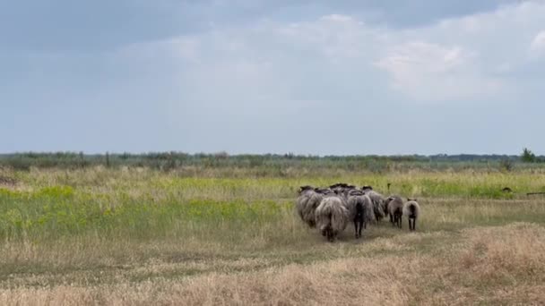 老少皆宜地在山谷里放羊 成群的羊为了寻找食物而迁移 — 图库视频影像