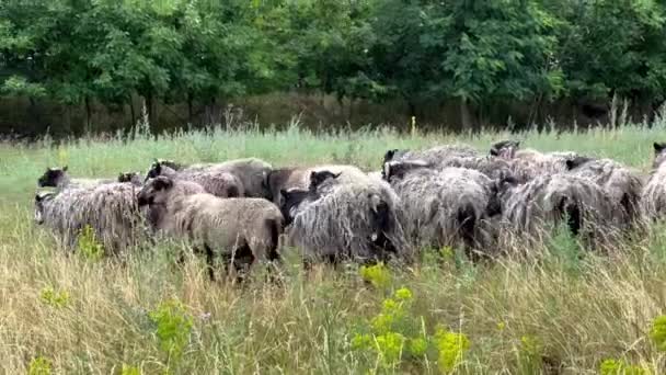 Stado Owiec Pasących Się Pastwisku Słoneczny Dzień Spokojnie Beztroska Owieczko — Wideo stockowe