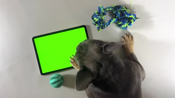 Köpek Dizüstü Bilgisayarın Yanında Boş Yeşil Ekran Yeşil Ekranlı Tablet — Stok video