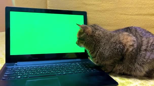 Кіт Дивиться Зелений Екран Ноутбука Домашні Тварини Використовують Технології Проводять — стокове відео