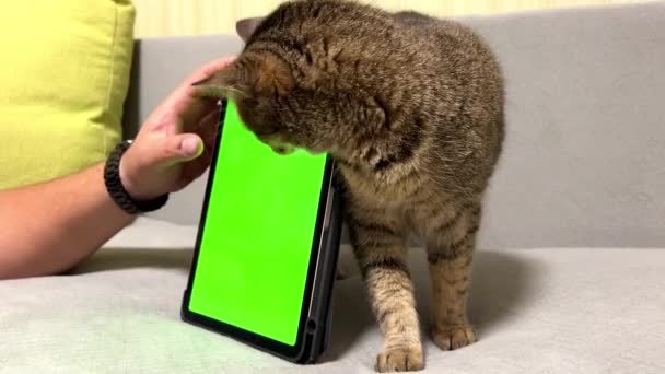 一只猫坐在笔记本电脑前 看着一个绿色的屏幕 用彩色键隔开 用于广告游戏 网上商店的布局 毛绒绒的猫看了看有绿色屏幕的笔记本电脑 — 图库视频影像