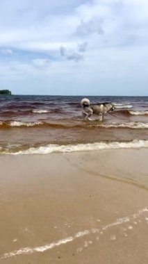 Alaska Malamute nehir kıyısında yürüyor. Bir evcil hayvan gölde balık yakalar. Çekici, aktif bir açık hava arkadaşı. Ukrayna 'nın ekosistemi. Vahşi bölgelerde turizm ve dinlenme.
