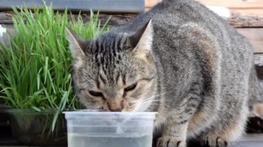 Gri tekir kedi açgözlülükle su içiyor. Şirin Avrupalı kedi yavrusu, hayvanlar için yeşillik arka planına karşı açgözlülükle su içiyor. Mikroyeşili olan kediler için içme suyu yakın plan
