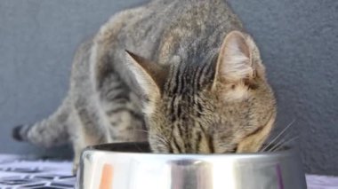 Tekir kedi kaseden yemek yiyor. Bir kedi ıslak kedi maması yer. Tekir gri bir kedi yavrusu gri bir arka plandaki gümüş çelik bir kaseden özel bir yemek yer. Evdeki sevimli aç kedi. Hayvan bakımı. Yan görünüm