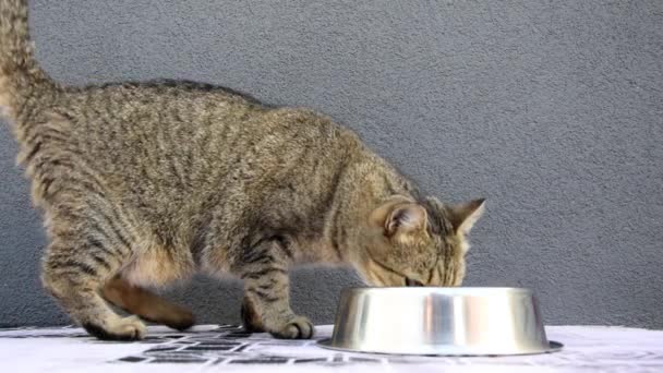 Tabby Kot Jedzenie Miski Podwórku Kot Mokre Kocie Żarcie Tabby — Wideo stockowe