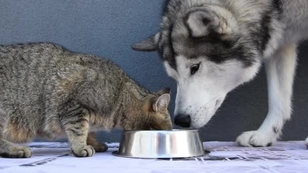 Pies Kot Jedzący Tej Samej Miski Pies Pomaga Kotu Zjeść — Wideo stockowe