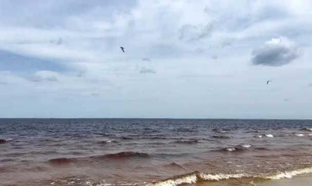 一只海鸥在捕鱼 水波沿河漂流 沙滩沙沙 风景蔚蓝 鸟儿在天空中飞翔 一只海鸥在捕鱼 美丽的自然背景两只海鸥 — 图库视频影像
