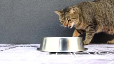 Gri arka plandaki bir kaseden yemek yiyen kedi. Kedi yemek kasesinin çerçevesine girer ve kuru yiyecekleri ve tekir kediyi iştahla yer. Reklam için promosyon videosu