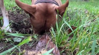 Köpek kazıyor, kafasını deliğe sokuyor. Pitbull köpeği ve Terrier köpeği parkta oynayıp çukur kazıyorlar. Eğlenceli fare avı.