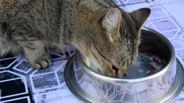 Cat Bowl Food Cat Licks Leftover Food Bowl Cat Appetizingly — Stock Video