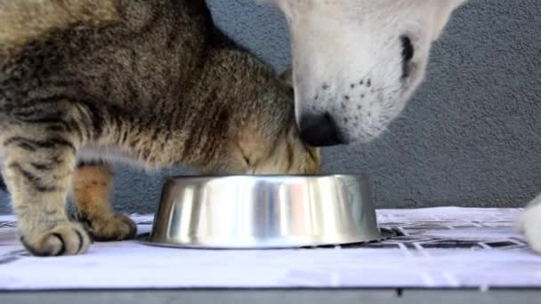 Gato Perro Comen Juntos Perro Espera Que Gato Coma Esperando — Vídeo de stock