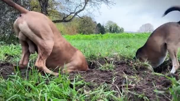 Man Pitbull Och Blandras Jagar Gnagare Grävhunden Stack Huvudet Hålet — Stockvideo