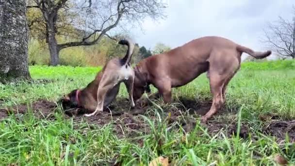 挖公牛和杂种在自然界的地面上挖洞 团队合作 两只狗竞争着看谁能挖得更深更快 有趣的视频与可爱的宠物 — 图库视频影像