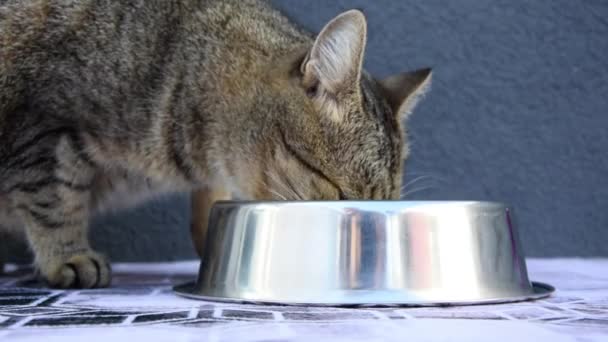 一只胖胖的灰色小猫从灰色墙壁背景上的银钢碗里吃着一种特殊的食物 可爱的饥饿的猫在家里 宠物狗照顾 宠物喂食 — 图库视频影像
