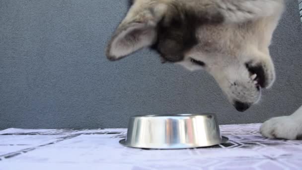 ボウルから食べ物を食べる大きな犬 かわいいキャットフード泥棒 灰色の背景に動物に餌を与えるためのボウル 大きな犬の口笛を閉じる かわいいペット — ストック動画