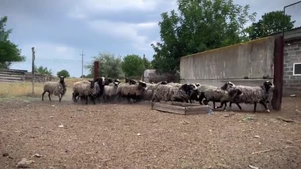 Εκτροφείο Προβάτων Πρόβατα Ελεύθερης Βοσκής Εκτροφή Προβάτων — Αρχείο Βίντεο