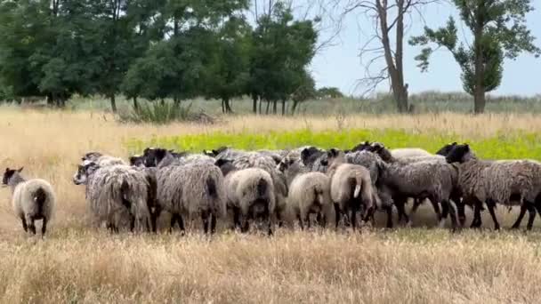 Ovce Volného Výběhu Pohled Ovce Pasoucí Opuštěné Suché Půdě Nebo — Stock video