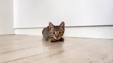 Kameraya koşan neşeli tekir kedicik. Beton gri zeminde koşan sevimli tekir kedicik. Beton gri zeminde koşan sevimli bir tekir kedinin kapağını kapat..