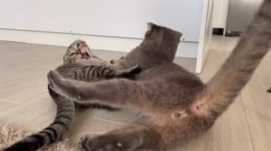 İki faal kedi yerde takla atıyor. Arka planda ışığa karşı yakın çekim. Hayvanlı komik videolar.