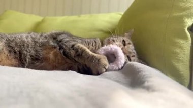 Yatakta oyuncakla oynayan güzel bir kedi yavrusu. Büyüleyici bir kedi rahat bir yatakta yatıyor. Şirin kedi yavrusu rahatlar ve bir oyuncakla oynar. Güzel kedi yavrusu yatakta oyuncakla oynuyor..