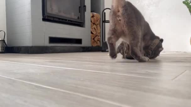 Zwei Verspielte Katzen Auf Dem Hintergrund Eines Kamins Eine Katze — Stockvideo