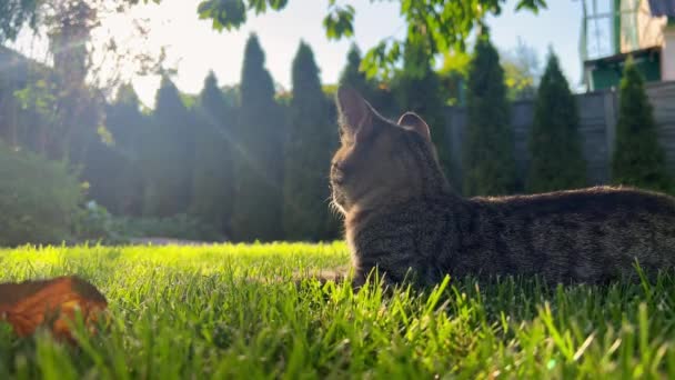 Ein Kätzchen Hof Spielt Mit Blättern Eine Gestromte Katze Auf — Stockvideo