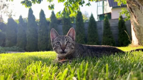 子猫は獲物を予想して唇をライセンスします 庭の緑の芝生の上の子猫は昆虫を狩る 緑色の芝生の上のタビー猫は 太陽の下でリラックスしています 猫を散歩する — ストック動画