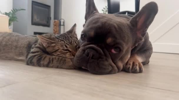 Кіт Лиже Собаку Кошеня Французький Бульдог Дружба Між Кішкою Собакою — стокове відео