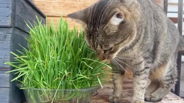 クローズアップキャットグラウンドと食欲的な緑の草を食べる 自然なペットフードを促進するためのビデオ — ストック動画