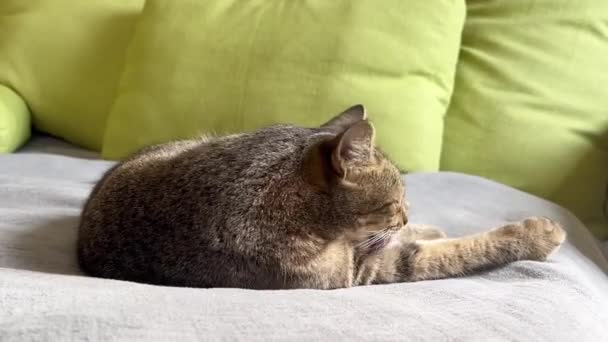 Kot Leży Łóżeczku Troszczy Się Futro Kot Liże Przednią Łapę — Wideo stockowe