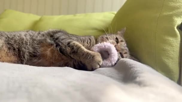 Piękny Kotek Bawiący Się Zabawką Łóżku Uroczy Kot Leży Przytulnym — Wideo stockowe