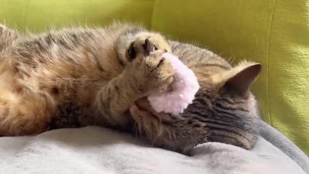 Katze Bett Spielt Mit Einem Plüschtier Nettes Kätzchen Entspannt Sich — Stockvideo