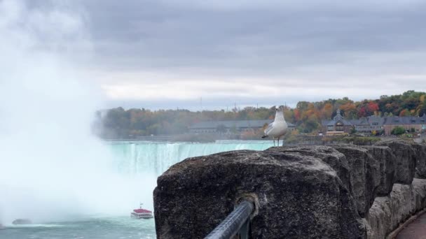 Primo Piano Del Gabbiano Sullo Sfondo Delle Cascate Del Niagara — Video Stock