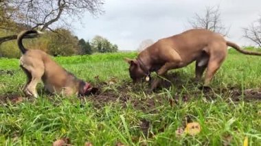 Kır yürüyüşündeki aktif köpekler. İki köpek yeşil çimenli bir bahçede kemirgen aramak için çukur kazıyor. Pitbull kız arkadaşıyla parkta yürüyüşe çıktı. Köpek takımı..