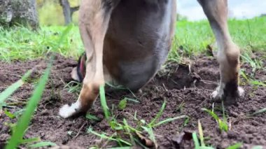 Yuva kazan bir köpek. Eğlen ve doğada ol. Bir kır yürüyüşünde aktif bir köpek.