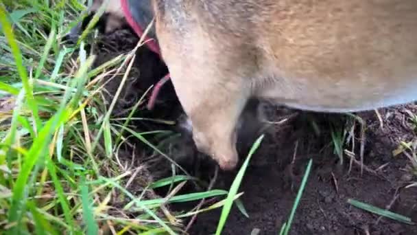 Υπερδραστήριος Σκύλος Που Σκάβει Στο Χωράφι Σκάψιμο Σκύλου Σπρώξτε Κεφάλι — Αρχείο Βίντεο