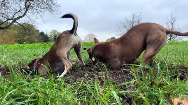 挖掘机狗的滑稽视频 一只大狗把头伸进洞里 在院子里用青草挖洞找啮齿动物 皮特布尔在公园里散步 夏天散步时 一只好奇的狗 — 图库视频影像