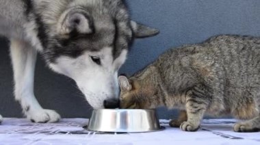 Büyük bir köpek ve bir kedi yavrusu aynı kaseden birlikte yiyorlar. Alaska Malamute küçük arkadaşıyla öğle yemeği yiyor. Bir kedi ve bir köpeğin komik videosu..